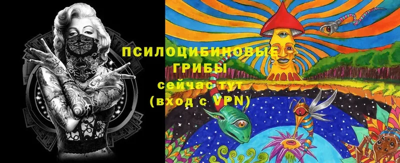 Галлюциногенные грибы Psilocybe Аркадак